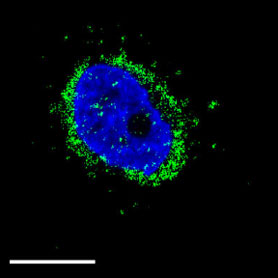 Brillouin Microscope image 2